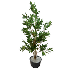 Green Croton Plant – 5 Feet