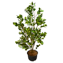Lemon Umbrella Plant – 5 Feet
