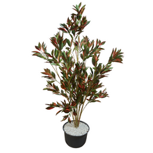 Red Dracaena – 5 Feet