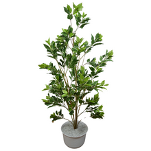 Sharp Ficus Plant – 5 Feet