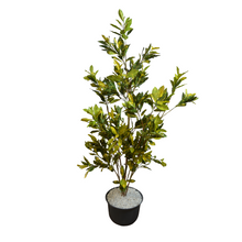 Yellow Croton Plant – 5 Feet