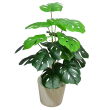 Monstera Plant – 2 Feet