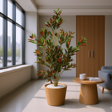 Red Dracaena – 5 Feet