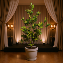 Yellow Croton Plant – 5 Feet