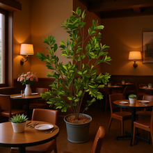 Lemon Umbrella Plant – 5 Feet