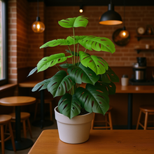 Monstera Plant – 2 Feet