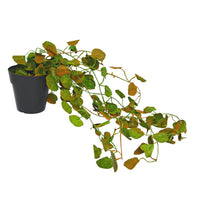 Artificial Vine Plant Falling with Pot (Natural Touch & Feel)