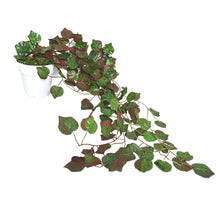 Artificial Vine Plant Falling with Pot (Natural Touch & Feel)