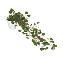 Artificial Vine Plant Falling with Pot (Natural Touch & Feel)