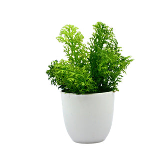 Artificial Plant Corriender in Small Pot
