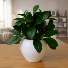 Artificial Rubber Plant in 4 inch White Apple Pot (Height 22 cm) for Home and Office Decor Plants for Decoration, Realistic Green Decorative for Interior, Living Room, Office Desk"