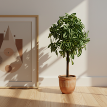 Artificial Real Touch Plant without Pot (Height - 60 cm)