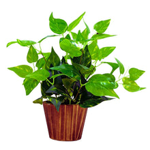 Artificial money plant (32 cm) in wood round big pot