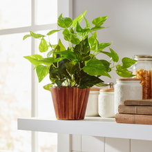 Artificial money plant (32 cm) in wood round big pot