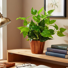 Artificial money plant (32 cm) in wood round big pot