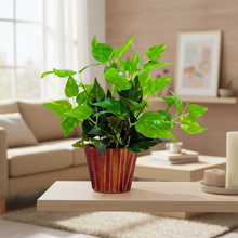 Artificial money plant (32 cm) in wood round big pot