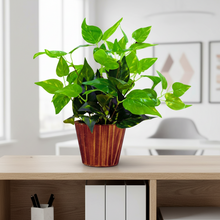 Artificial money plant (32 cm) in wood round big pot