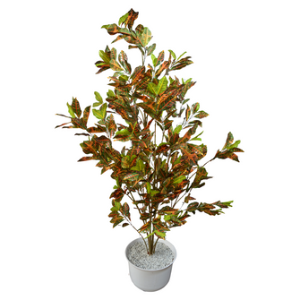 Garden Croton Plant