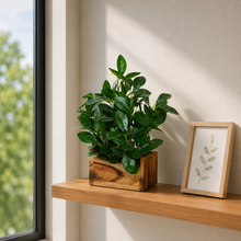 fancymart Plastic Artificial Plant In Buckle Wood Pot (28 Cms / 11 Inchs)