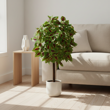 Artificial Real Touch Plant without Pot (Height - 60 cm)