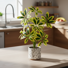 Artificial  46 CM Real touch feel Leaves plant 12 branch