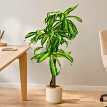 Artificial Plant set of 3,Spider 60 leaves in wood stems.