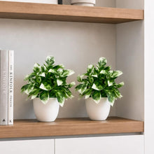 set of 2 cirtus in glassi 5 taar