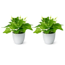 set of 2 real touch leaves in glassi pot