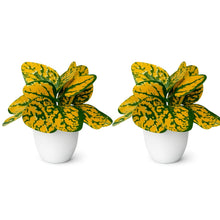 set of 2 real touch leaves in glassi pot