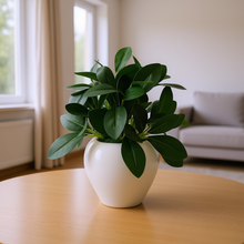 Artificial Rubber Plant in 4 inch White Apple Pot (Height 22 cm) for Home and Office Decor Plants for Decoration, Realistic Green Decorative for Interior, Living Room, Office Desk"