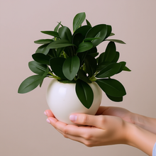 Artificial Rubber Plant in 4 inch White Apple Pot (Height 22 cm) for Home and Office Decor Plants for Decoration, Realistic Green Decorative for Interior, Living Room, Office Desk"