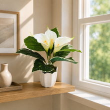 Artificial Calla Lily Flower with Plastic Pot (White, 1 Piece), Artificial Flora