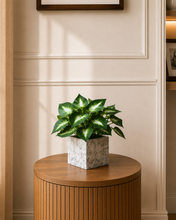 Artificial Plant with Real-Touch Leaves in Pot