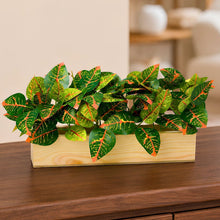 Real touch leaves in 6 parrot dandi (30 leaves) in 12 inch pine planter