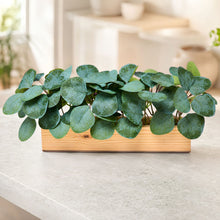 Real touch leaves in 6 parrot dandi (30 leaves) in 12 inch pine planter