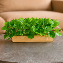 Real touch leaves in 6 parrot dandi (30 leaves) in 12 inch pine planter
