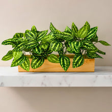 Real touch leaves in 6 parrot dandi (30 leaves) in 12 inch pine planter