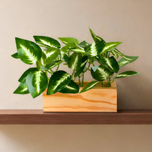 Real touch leaves in 3 parrot dandi (15 leaves) in 6 inch pine planter