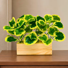 Real touch leaves in 3 parrot dandi (15 leaves) in 6 inch pine planter
