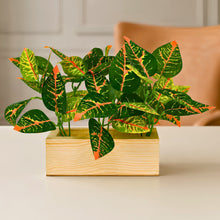 Real touch leaves in 3 parrot dandi (15 leaves) in 6 inch pine planter