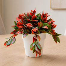 40leaves latex in 31 point topiary in 4" cone pot