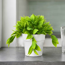 40leaves latex in 31 point topiary in 4" cone pot