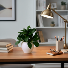 Artificial Rubber Plant in 4 inch White Apple Pot (Height 22 cm) for Home and Office Decor Plants for Decoration, Realistic Green Decorative for Interior, Living Room, Office Desk"