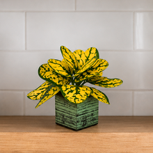 single piece Real touch in 5 taar printed dabbi pot
