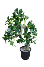 Artificial Rubber plant height 2 feet