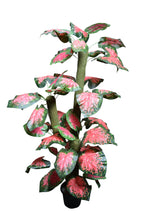 Artificial plant colored variegated croton leaves set of 3 plants  5 feet height