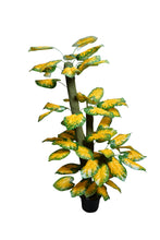 Artificial plant colored variegated croton leaves set of 3 plants  5 feet height