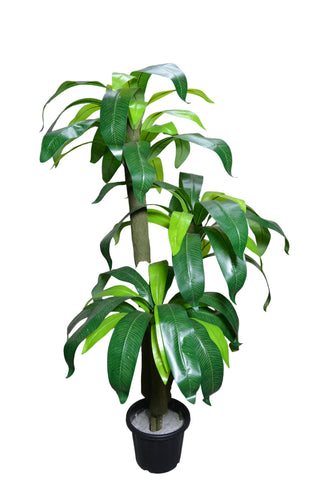 Artificial Dracaena  set of 3 plants  5 feet height