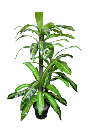 Artificial Dracaena  set of 3 plants  5 feet height