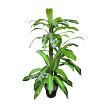 Artificial Dracaena  set of 3 plants  5 feet height